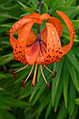 LILIUM LANCIFOLIUM (TIGRINUM) TIGER LILY