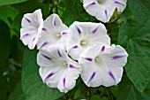 IPOMOEA PURPUREA MILKY WAY, (MORNING GLORY)