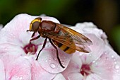 HOVERFLY (VOLUCELLA ZONARIA)