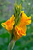 CANNA CLEOPATRA