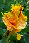 CANNA CLEOPATRA