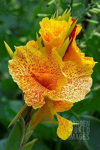 CANNA_CLEOPATRA