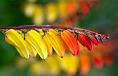 IPOMOEA LOBATA (MINA, QUAMOCLIT  )