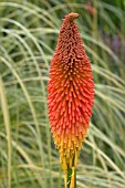 KNIPHOFIA MOUNT ETNA (RED HOT POKER)