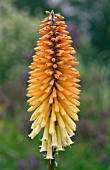 KNIPHOFIA TAWNY KING (RED HOT POKER)