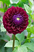 DAHLIA IRENE ELLEN