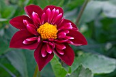 DAHLIA DON HILL