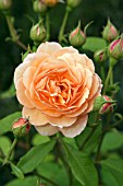 ROSA GRACE (AUSKEPPY)