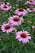 ECHINACEA PURPUREA MAGNUS (CONEFLOWER)