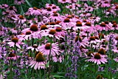 ECHINACEA PURPUREA MAGNUS (CONEFLOWER)