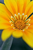 GAZANIA ORANGE BEAUTY