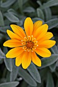 GAZANIA ORANGE BEAUTY