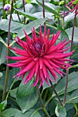 DAHLIA HILLCREST ROYAL