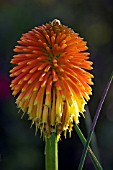 KNIPHOFIA ROOPERI