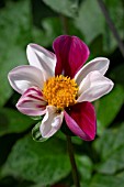 DAHLIA TWYNINGS SMARTIE