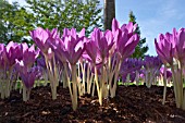 COLCHICUM GLORY OF HEEMSTEDE