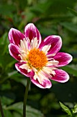 DAHLIA ARANKA