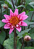 DAHLIA TWYNINGS PINK FISH