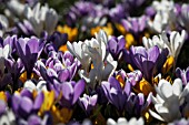 CROCUSES