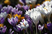 CROCUSES