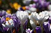 CROCUSES