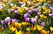 CROCUSES