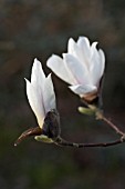 MAGNOLIA X SOULANGEANA ALBA