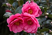 CAMELLIA X WILLIAMSII GEORGE BLANDFORD