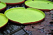 VICTORIA AMAZONICA GIANT AMAZON WATER LILY