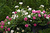 CLIMBING ROSES AT ROSERAIE DE LHAY LES ROSES,  FRANCE