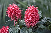 JUSTICIA CARNEA