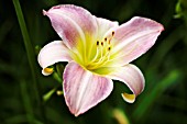 HEMEROCALLIS CATHERINE WOODBERY