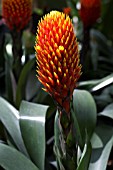 GUZMANIA CONIFERA