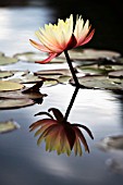 NYMPHAEA,  WATER LILY AND REFLECTION