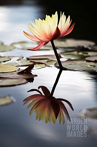 NYMPHAEA__WATER_LILY_AND_REFLECTION
