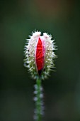 PAPAVER RHOEAS