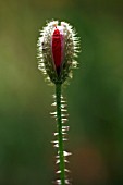 PAPAVER RHOEAS,  BUD