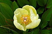 PAEONIA MLOKOSEWITSCHII