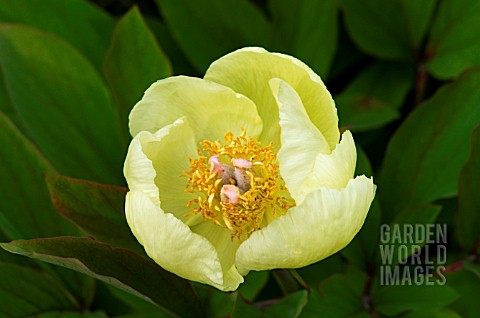 PAEONIA_MLOKOSEWITSCHII