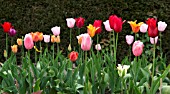 TULIPS IN A ROW