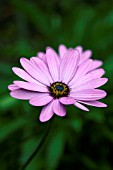 OSTEOSPERMUM TRESCO PINK