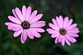 OSTEOSPERMUM TRESCO PINK