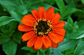 ZINNIA PROFUSION ORANGE