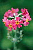 PRIMULA PROLIFERA GLORY OF THE BOG