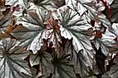 BEGONIA LOOKING GLASS