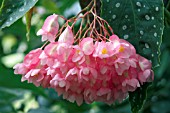 BEGONIA BARBARA PARKER