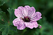 GERANIUM CINEREUM BALLERINA