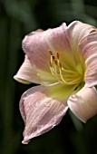 HEMEROCALLIS CATHERINE WOODBERY