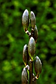 CARDIOCRINUM GIGANTEUM (BUDS)