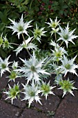 ERYNGIUM GIGANTEUM